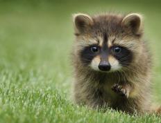 开云体育中国-蓝色闪电划破长空，哈登关键进球定乾坤，森林狼翻盘黄蜂