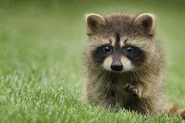 开云体育中国-蓝色闪电划破长空，哈登关键进球定乾坤，森林狼翻盘黄蜂