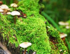 开云体育APP下载-跨界指挥官，阿什拉夫的双线奏鸣曲