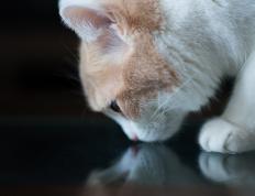 开云体育官网-卡拉斯科爆发！墨西哥提前终结利物浦悬念之谜