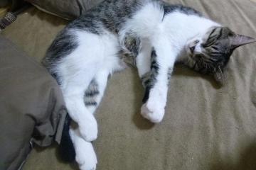 开云平台-双线争冠，F1赛道狂飙与足球绿茵巅峰对决的激情共鸣