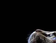 开云体育入口-骑士vs国王，霍勒迪数据全面爆炸，率国王主场告捷