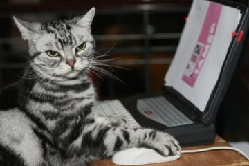 开云体育官方网站-轰出赛季最强一战！布克化身关键先生，广东硬啃吉林显冠军底色