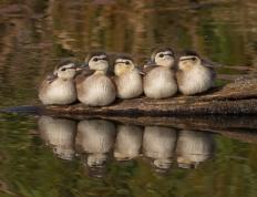 开云下载-绿茵场上的神迹与逆袭，梅西封神夜与雷恩奇迹并存