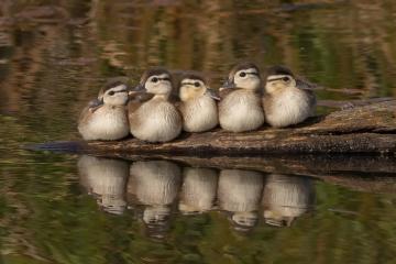 开云下载-绿茵场上的神迹与逆袭，梅西封神夜与雷恩奇迹并存