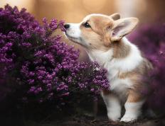 开云体育APP下载-掘金VS火箭，米切尔关键先生模式！三记致命连击锁定胜局