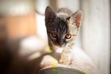 开云下载-湖人险胜奇才背后，谁才是真正的关键先生？