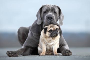 开云体育APP下载-维尼修斯点燃桑巴风暴，丹麦童话续写突围传奇