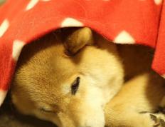 开云平台-硬仗之王的证明，帕尔默如何率领比利时在几内亚的泥沼中突围