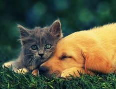 开云下载-魔笛驭浪，克罗地亚制霸澳大利亚背后的隐形交响