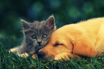 开云下载-魔笛驭浪，克罗地亚制霸澳大利亚背后的隐形交响