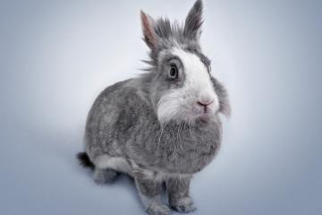 开云下载-篮坛巨兽的绿茵绝杀，当文班亚马震撼欧冠决赛之夜