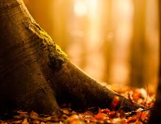 开云体育APP下载-辽宁队踏平步行者，保罗成为关键先生