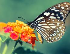 开云官网-恩佐导演惊天逆转，那不勒斯决胜局如何被他一手掌控