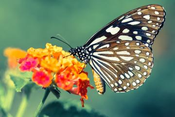 开云官网-恩佐导演惊天逆转，那不勒斯决胜局如何被他一手掌控