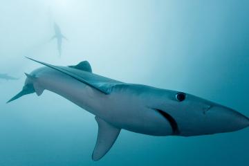 开云体育-制胜一击！阿尔瓦雷斯关键先生助马里稳稳拿下委内瑞拉