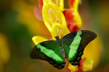 开云体育平台APP-冷门之光，阿尔瓦雷斯一锤定音，几内亚力克劲旅摩纳哥