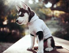 开云体育平台APP-2026世界杯焦点战，吉林队强行终结深圳队，国内足坛震荡