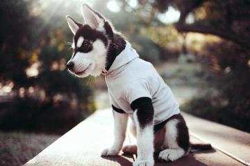 开云体育平台APP-2026世界杯焦点战，吉林队强行终结深圳队，国内足坛震荡