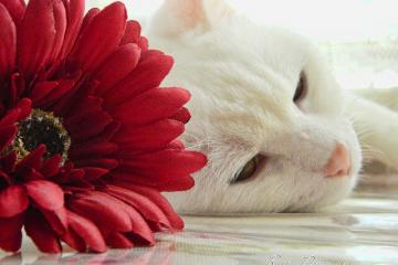 开云体育中国-库里关键进球定乾坤，季后赛抢七之夜传奇