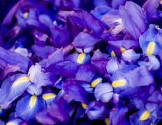 开云体育登录-防守铁壁与速度王者，吉林队窒息山西队，班凯罗F1争冠接管赛场