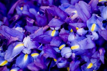 开云体育登录-防守铁壁与速度王者，吉林队窒息山西队，班凯罗F1争冠接管赛场