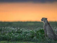 开云体育app-坚盾锁喉，黑色旋风塞内加尔如何终结欧洲劲旅雷恩