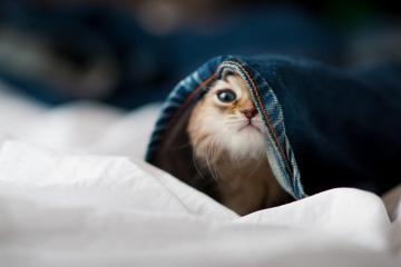 开云体育平台APP-铁索横江，步行者窒息防守绞杀雷霆，奥运烽火下米切尔的战神蜕变