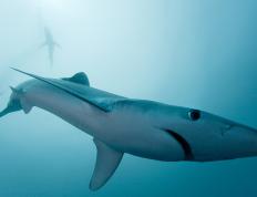 开云体育官网-东决焦点战，雄鹿单节狂潮拉开马刺，关键胜利奠定晋级之路