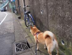 开云体育-莫兰特制胜一击，NBA总决赛之夜的英雄史诗