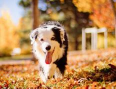 开云体育平台APP-灰熊逆袭者联盟，当马克西爆砍42+12，热火三巨头成背景板