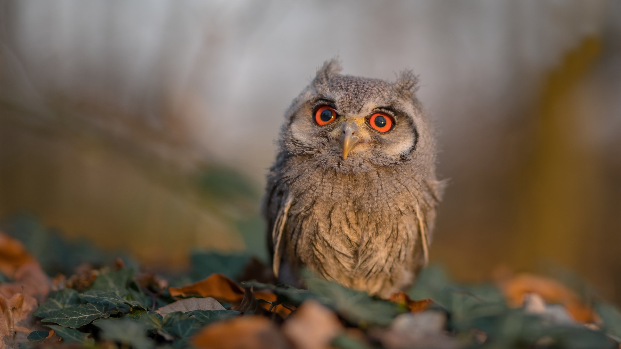 开云体育-欧冠半决赛之夜，布伦森50球里程碑如胜利之星辰