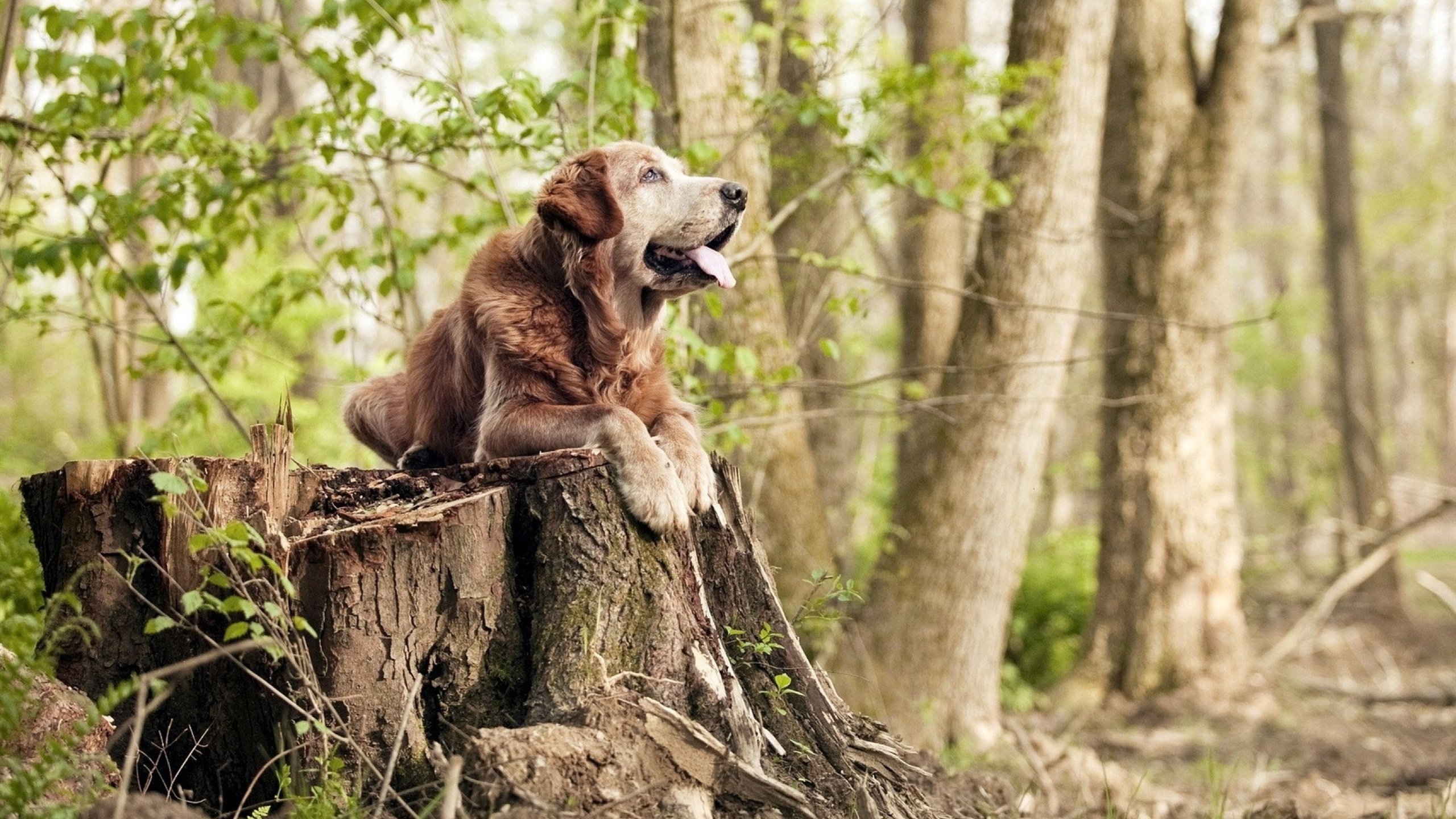 开云体育在线-绝境方显王者色，丹佛掘金抢七强压开拓者晋级