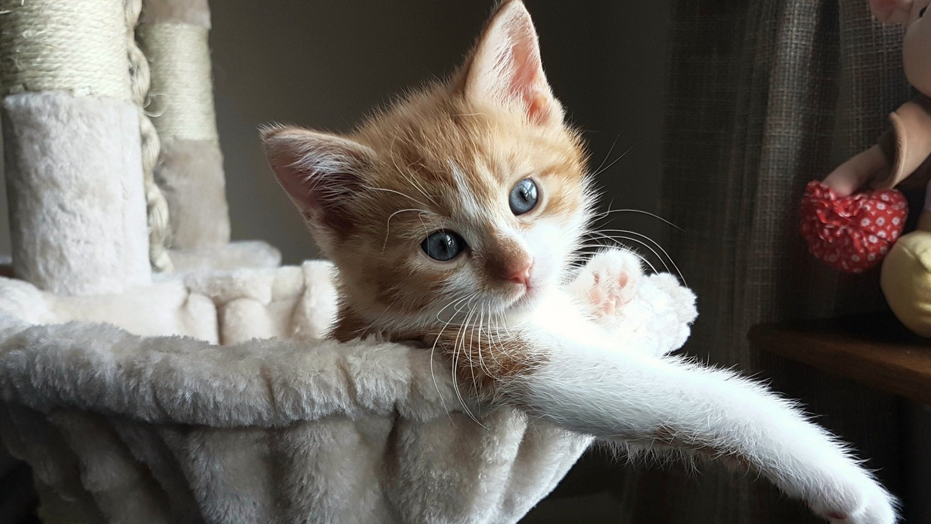 开云体育app-惊天逆转！奥运关键战法国绝地反击，安哥拉功亏一篑