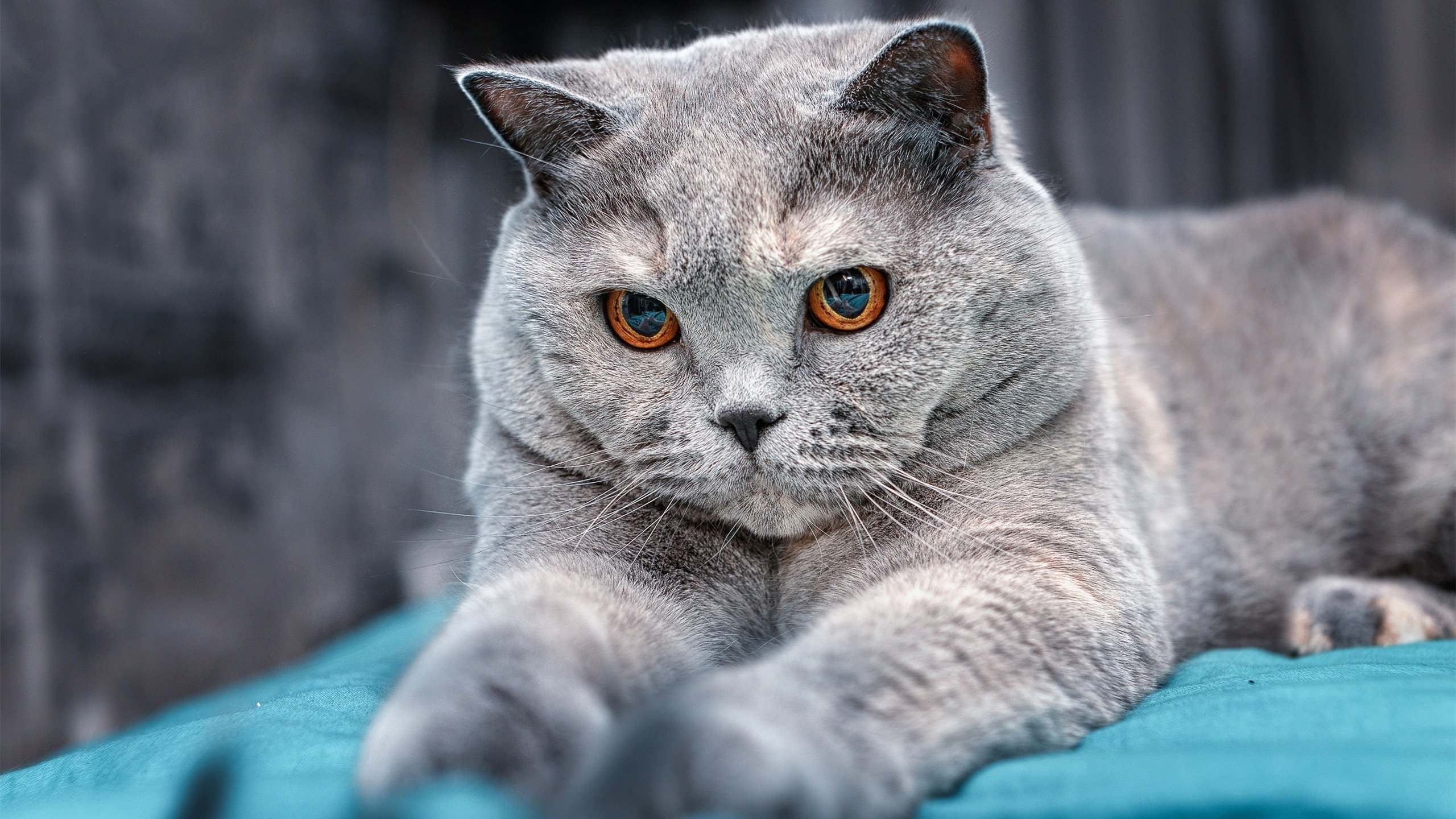 开云体育中国-黄金一代的成年礼，特奥在奥运生死战中接管一切