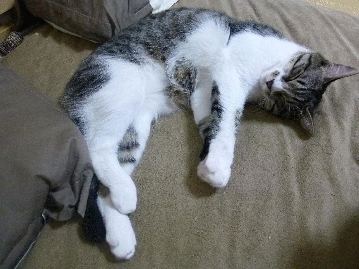 开云平台-双线争冠,F1赛道狂飙与足球绿茵巅峰对决的激情共鸣