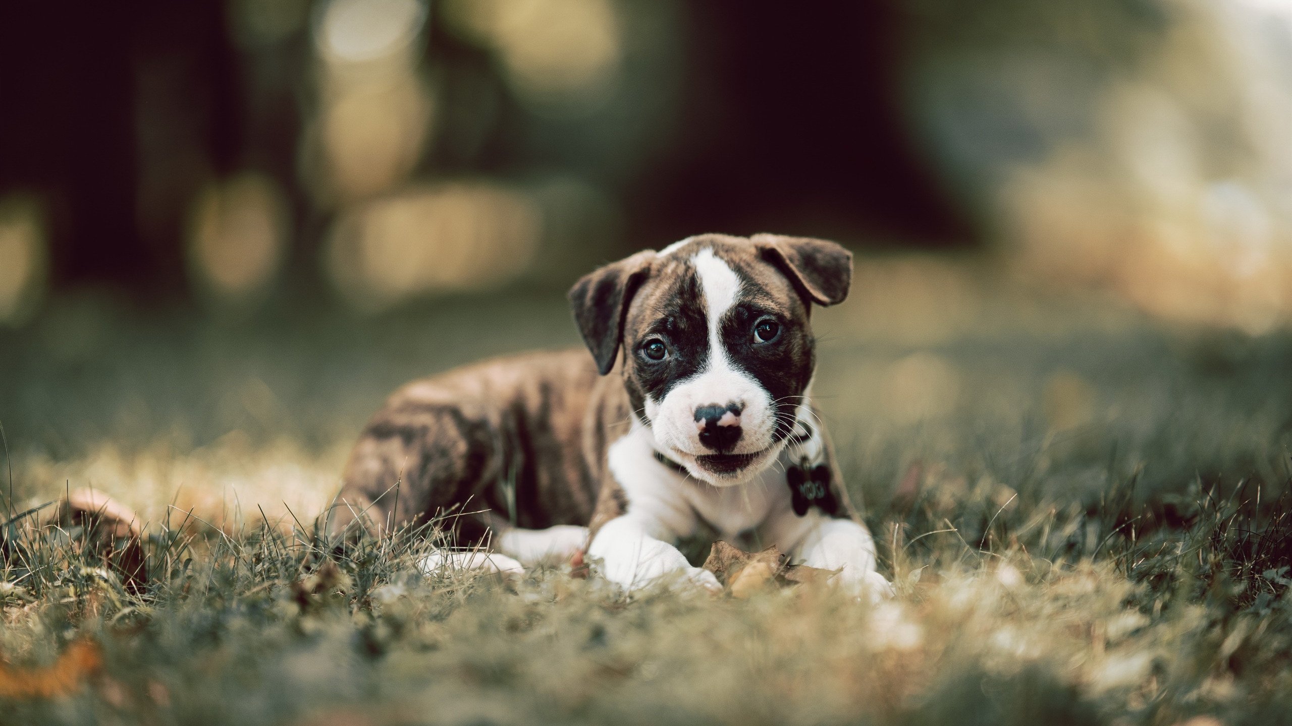 开云体育app-赛道上的北欧风暴，瑞典车手在F1年度争冠焦点战中横扫哥伦比亚劲敌