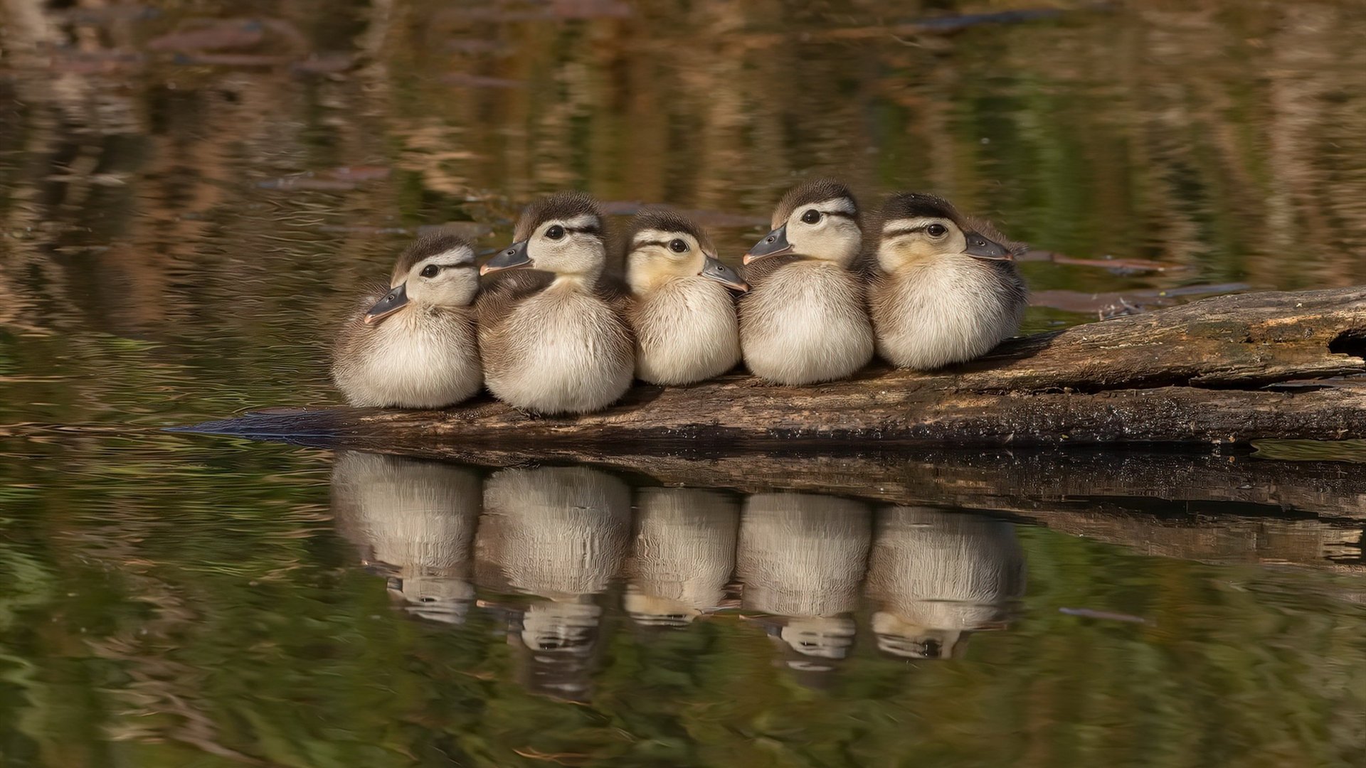 开云下载-绿茵场上的神迹与逆袭，梅西封神夜与雷恩奇迹并存