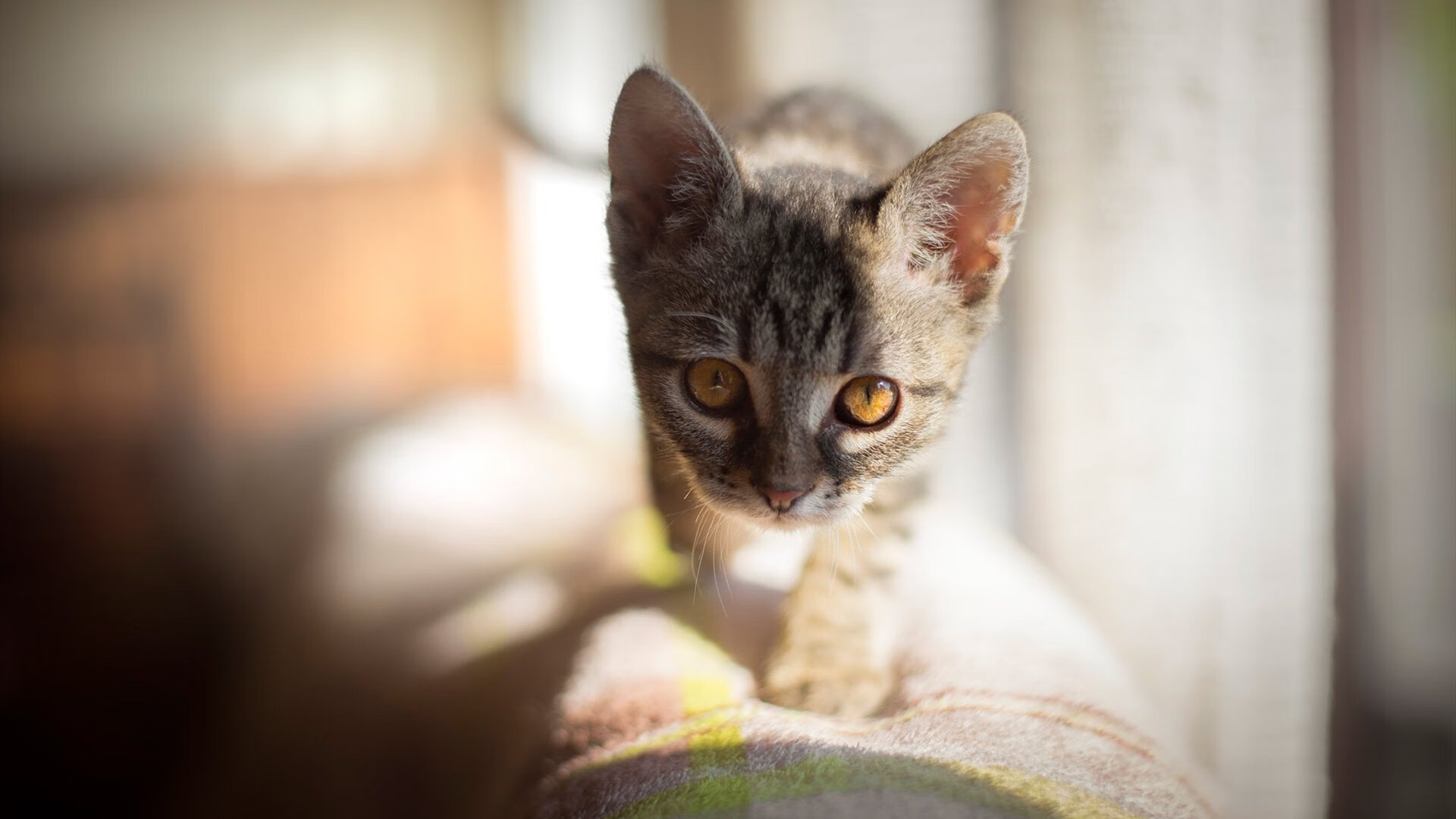 开云下载-湖人险胜奇才背后，谁才是真正的关键先生？