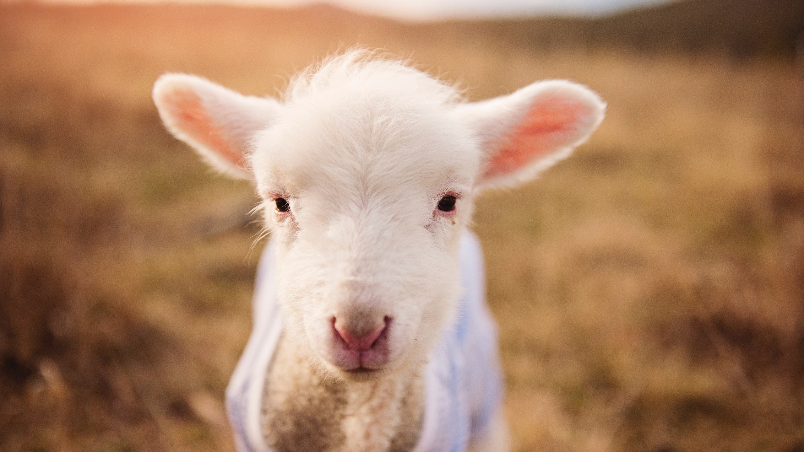 开云体育登录-德甲争冠战之夜，奥利维耶个人能力完全展现