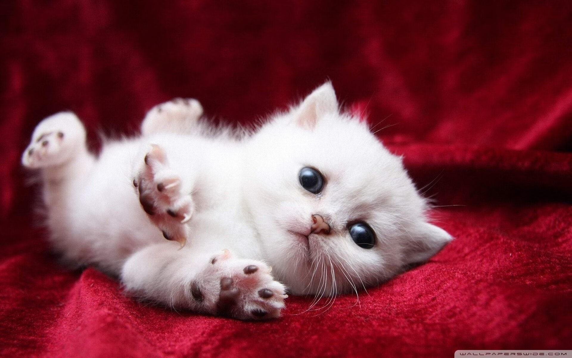 开云官网-隐形巨兽苏醒！坎特全程高能输出，法国惊魂压哨封印加拿大