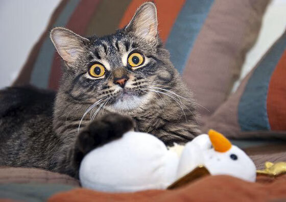 开云体育下载-德甲争冠战败北掘金卫冕立威,竞技场上的戏剧与掌控