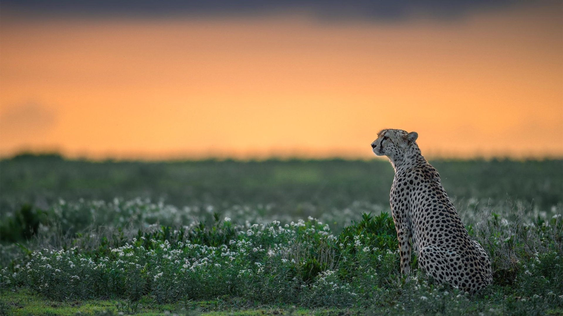 开云体育app-坚盾锁喉,黑色旋风塞内加尔如何终结欧洲劲旅雷恩