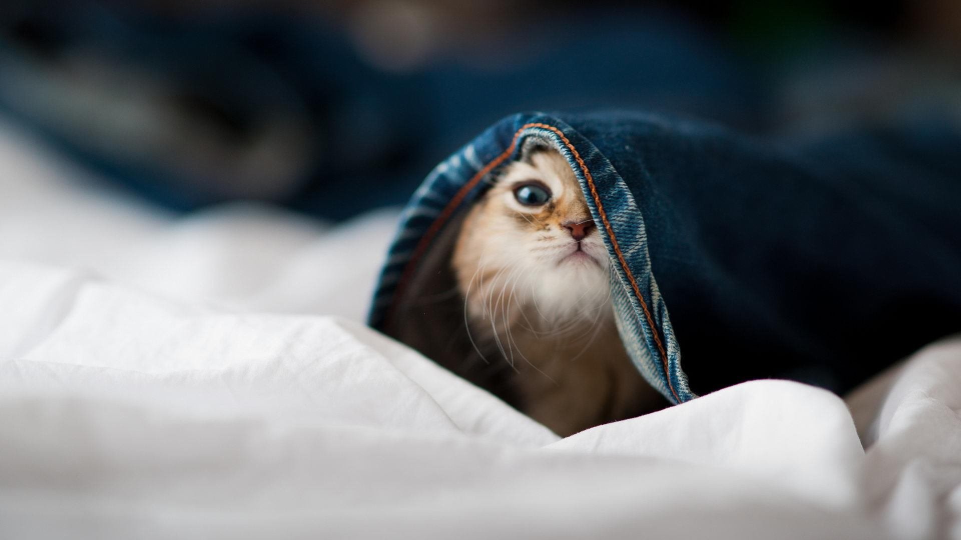 开云体育平台APP-铁索横江，步行者窒息防守绞杀雷霆，奥运烽火下米切尔的战神蜕变